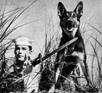 germanshepherd_war.jpg