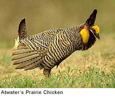 chicken atwater s prairie jpg