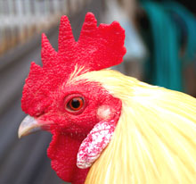 chicken_rooster.jpg