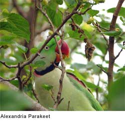 Alexandria Parakeet: Creative Commons Attribution 2.5