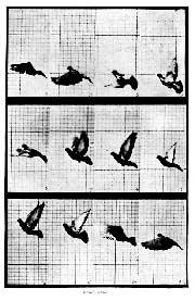 Pigeon Flight