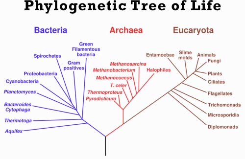 tree of life evolution. boughs on the tree of life