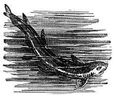 Spiny+dogfish+shark+dissection