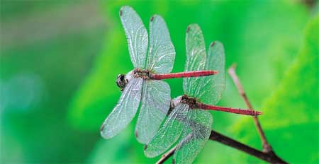 dragonfly info