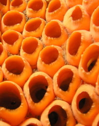 Asconoid Sponge