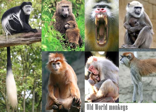types of monkeys sketch