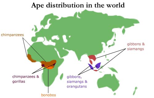 Primate Classification Chart