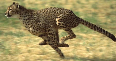 http://www.sheppardsoftware.com/content/animals/images/mammals/cheetah_running.jpg