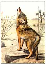Coyotes - info and games