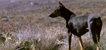 Doberman Weight Chart