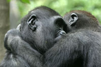 Gorilla Info