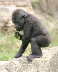 Gorilla Info