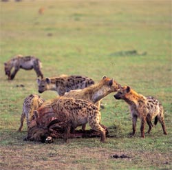 Hyena Giving Birth