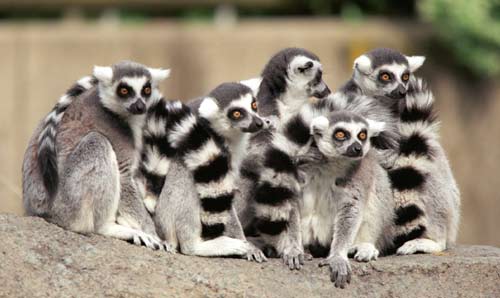 lemurs_ringgroup.jpg