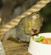 Maues Marmoset