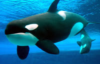 Baby Orcas