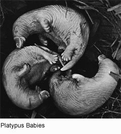 Platypus Mating