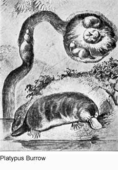 Platypus Mating