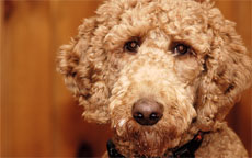 Poodles Info And Games