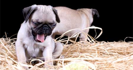 Pug Signs