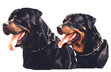 Rottweilers - info and games