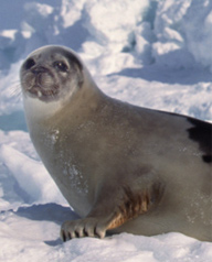 True Seal