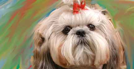 Shih Tzu Hair Cuts