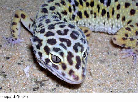 http://www.sheppardsoftware.com/content/animals/images/reptiles/gecko_leopard.jpg