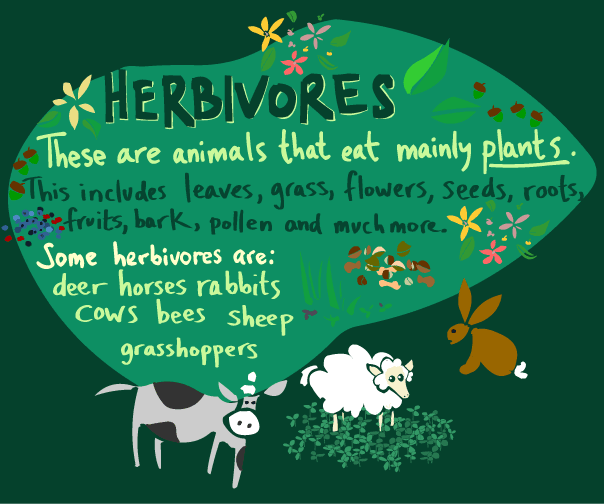 Tropical Rainforest Herbivore Animals.