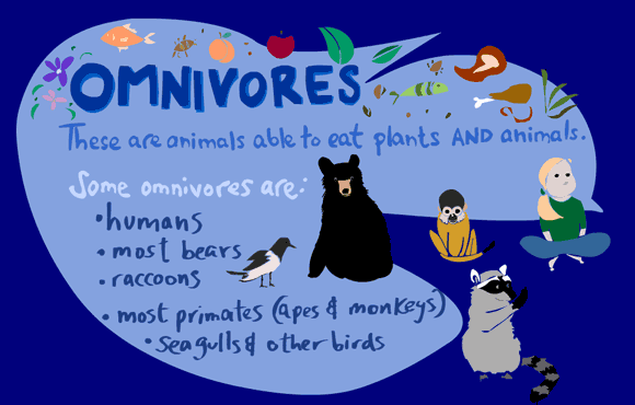 Where can I find a list of omnivorous animals?