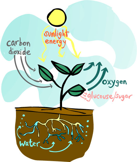 Make A Chart On Photosynthesis