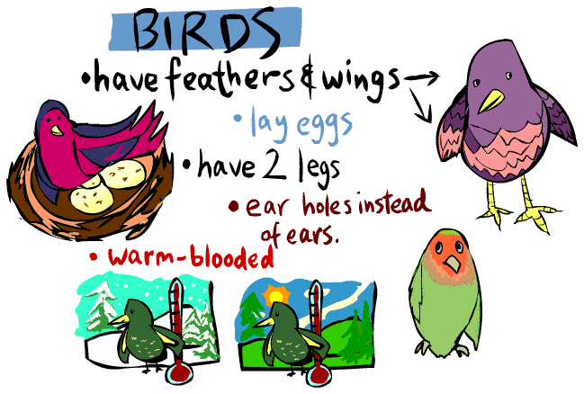 all about birds