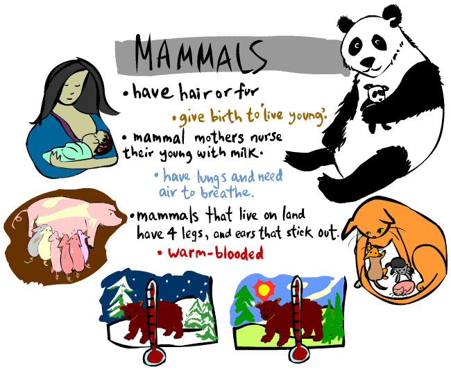 Resultado de imagen de MAMMALS CHARACTERISTICS FOR KIDS