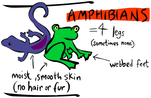 amphibians