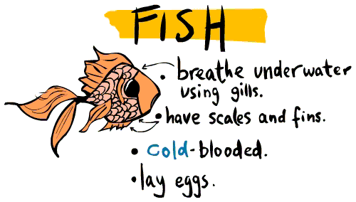 Taxonomy Chart Animals