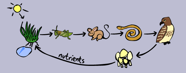 So food chains make a full circle, and energy is passed from plant to animal 