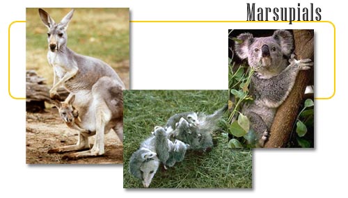Marsupials - info and online games
