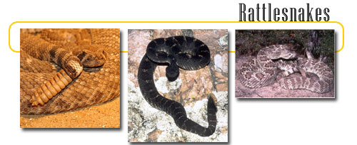 Even with a useful rattle, a rattlesnake might not always give warning 
