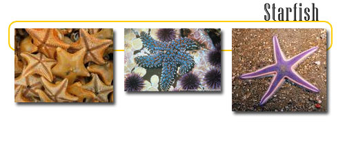 Sea Star Adaptation Chart With Answers