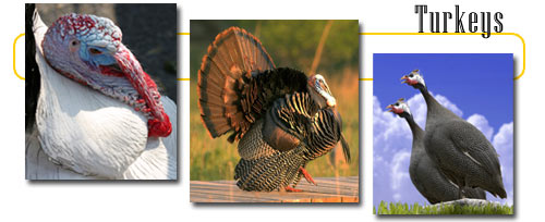 How do male and female turkeys differ?