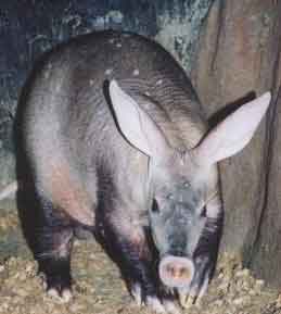 aardvark1.jpg
