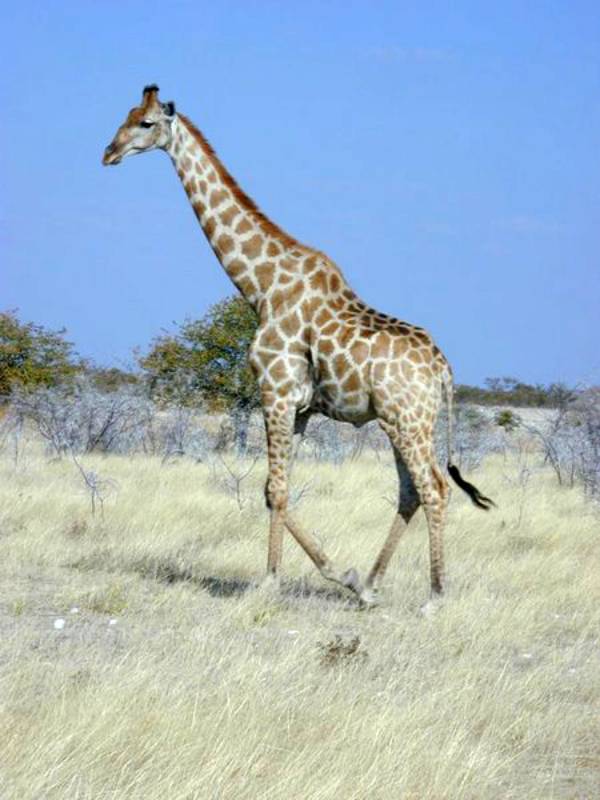 pictures of giraffes in africa. Giraffes are famous for their long necks which allow them to browse on the 