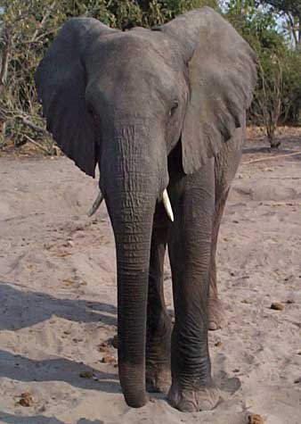 http://www.sheppardsoftware.com/images/Africa/factfile/elephant2.jpg