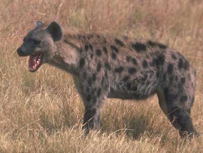 Hyena Sahara Desert Animals Pictures 