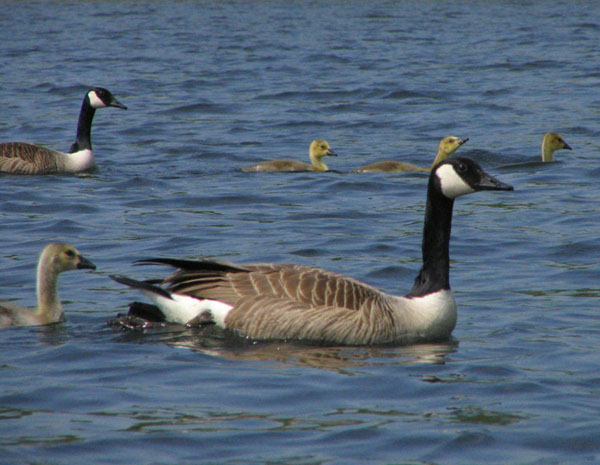 Pictures Of Canada Goose - Free Canada Goose pictures 