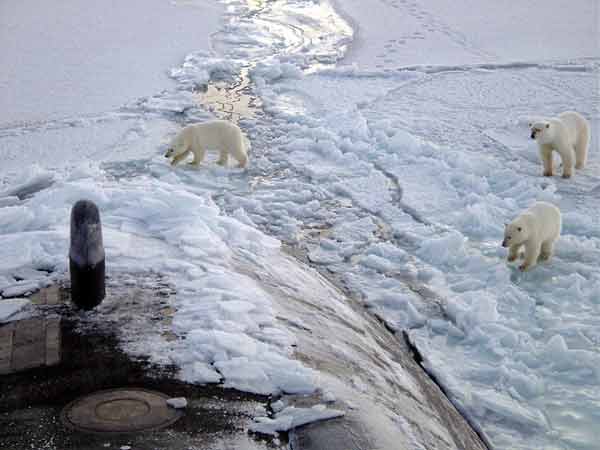 800px Polar bears near north pole