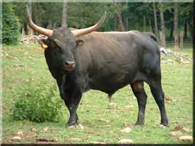 Asian Wild Ox 97