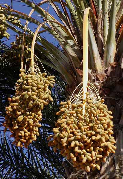 http://www.sheppardsoftware.com/images/Middle%20East/factfile/411px-Dates_on_date_palm.jpg