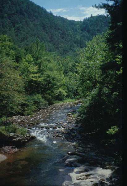 springcreek_jpg.jpg
