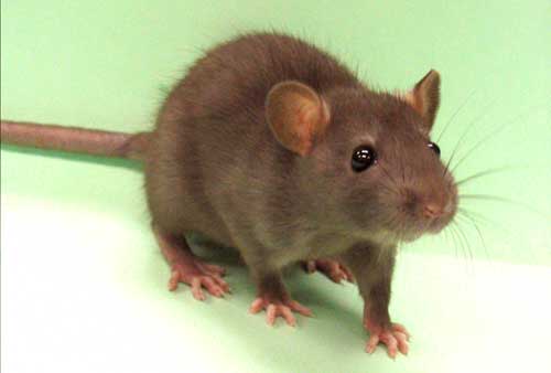 IMAGE(http://www.sheppardsoftware.com/images/animalpics/rat2.jpg)